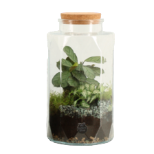 Terrarium